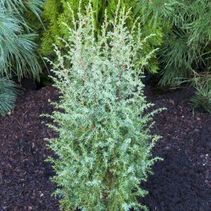 Juniperus communis Hibernica 9 cm pot