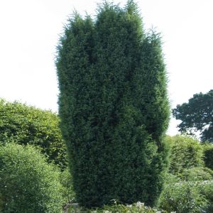 Juniperus communis Suecica 9 cm pot