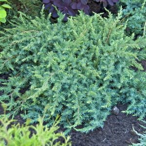 Juniperus conferta Schlager 9 cm pot