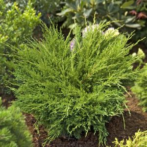 Juniperus horizontalis Andorra Compacta 9 cm pot