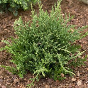 Juniperus horizontalis Prince of Wales 9 cm pot