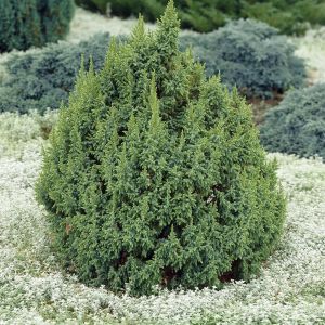 Juniperus pingii Loderi 9 cm pot