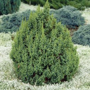 Juniperus pingii Loderi 9 cm pot