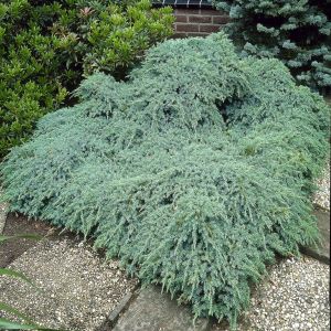 Juniperus squamata Blue Carpet 9 cm pot