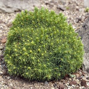 Picea glauca Alberta Globe 9 cm pot