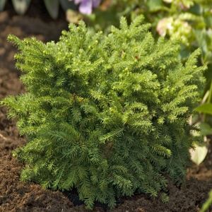 Picea omorika Karel 9 cm pot
