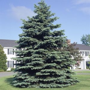 Picea pungens glauca 9 cm pot