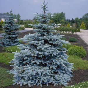 Picea pungens Hoopsii 14 cm pot