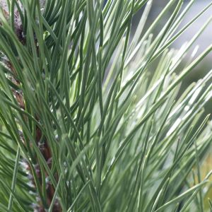 Pinus sylvestris 9 cm pot