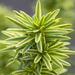 Taxus baccata David 9 cm pot