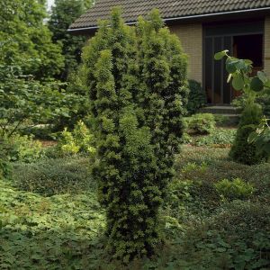 Taxus baccata Fastigiata Aurea 9 cm pot