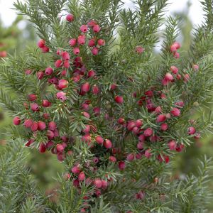 Taxus media Hicksii 9 cm pot