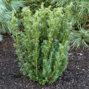 Taxus media Hillii 9 cm pot