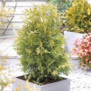 Thuja occidentalis Golden Brabant 9 cm pot