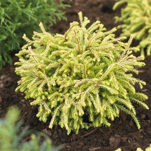 Thuja occidentalis Golden Tuffet 9 cm pot