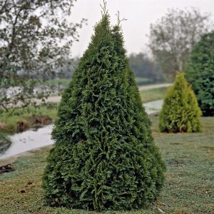 Thuja occidentalis Smaragd 9 cm pot