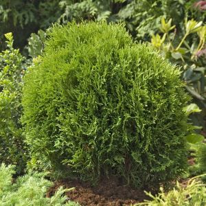 Thuja occidentalis Tiny tim 9 cm pot