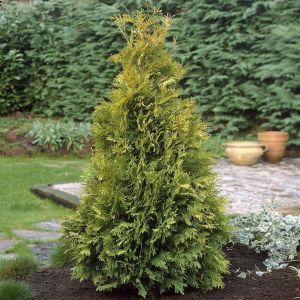 Thuja occidentalis Yellow Ribbon