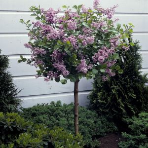 Syringa meyeri Palibin Standard