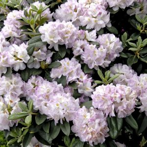 Rhododendron Gomer Waterer 13 cm pot