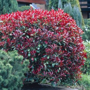 Photinia x fraseri 'Red Robin' P9