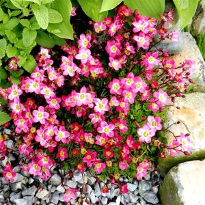 Saxifraga Pink 13 cm pot
