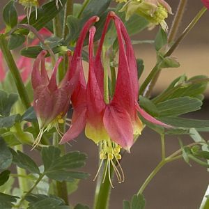 Aquilegia Red Yellow 12 cm pot