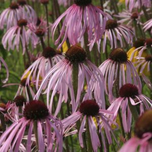 Echinacea purpurea 'Pallida' 9 cm pot
