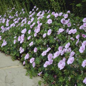 Geranium sanguineum Striatum 9cm pot