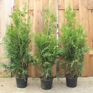 Thuja occidentalis Brabant 19 cm Pot