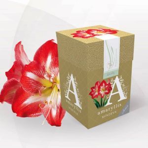 Amaryllis Minerva 26/28 gift box