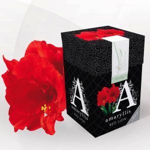 Amaryllis Red Lion 26/28 gift box