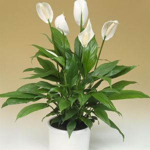 Spathiphyllum Chopin P9