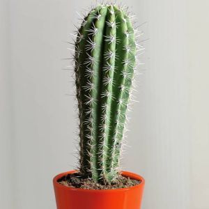 Cactus Pachycereus pringlei 17 cm pot