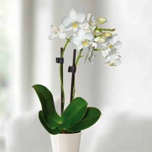 Phalaenopsis White Dwarf