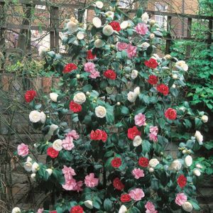 Camellia Tricolor 12 cm pot