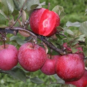 Malus domestica Baya Marisa