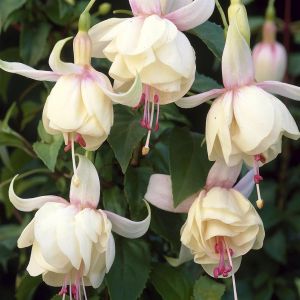 Fuchsia Annabel 9 cm pot