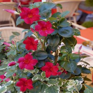 Dipladenia Rood