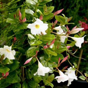 Dipladenia Wit