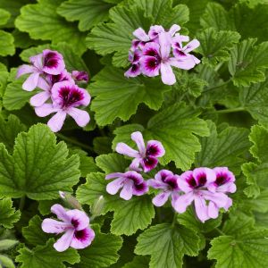 Pelargonium Orange Fizz 9cm pot
