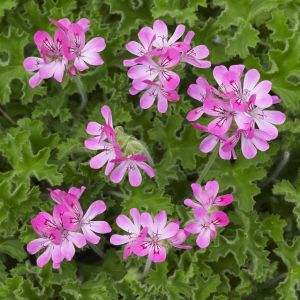 Pelargonium capitatum Pink 9cm pot