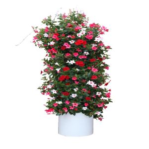 Dipladenia Collectie