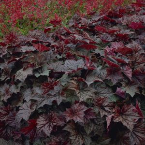 Heuchera 'Coral Bells' Purple Palace Los