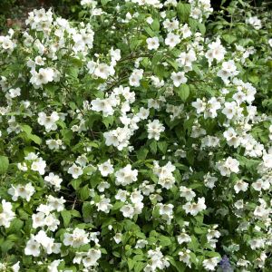 Philadelphus Belle Etoile  9 cm pot