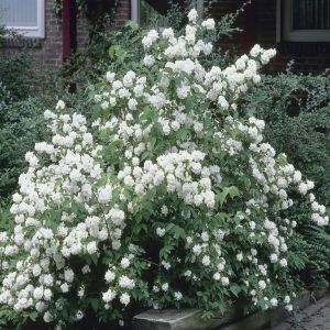 Philadelphus Dame Blanche  9 cm pot