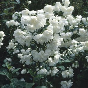 Philadelphus Snowbelle  9 cm pot