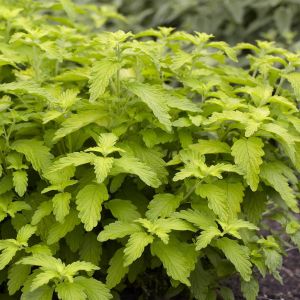 Caryopteris x clandonensis Hint of Gold  9 cm pot