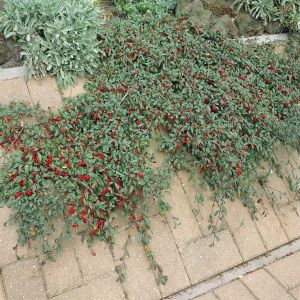 Cotoneaster franchetii 9 cm pot