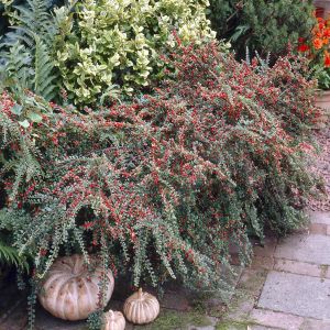 Cotoneaster horizontalis 9 cm pot